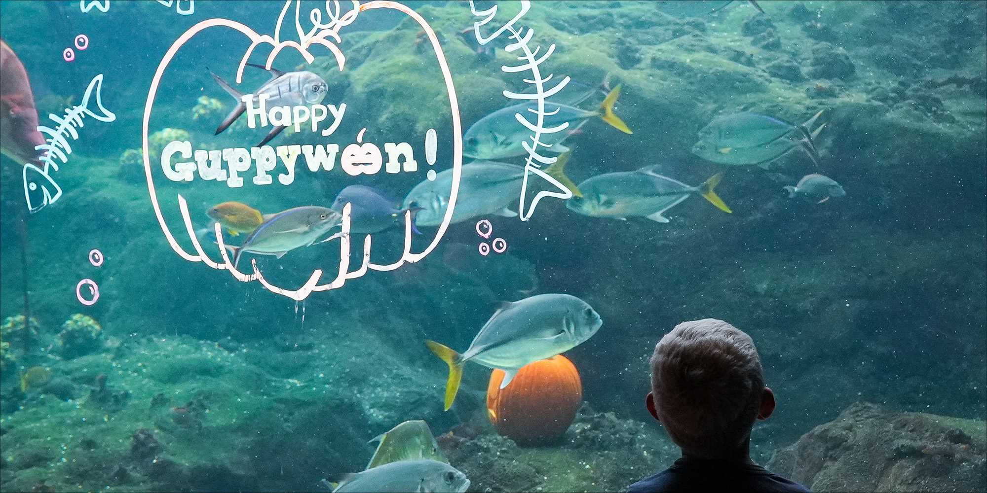 Guppyween at The Florida Aquarium Is Tampa’s Sweetest Halloween Tradition